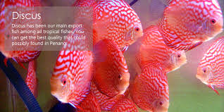 Compare trips, reviews, and photos for charters in malaysia. Penang Sea Garden Aquatic