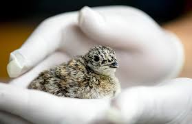 Thank you jodi helmer for spending time chatting with us and for this wonderful article! Powell Game Bird Farm Makes U S History With Successful Hatching Powell Tribune