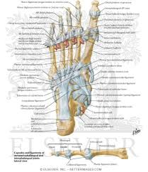 This site contains information about foot tendon anatomy diagram. Tendon Insertions And Ligaments Of Sole Of Foot Ligaments And Tendons Of Foot Plantar View
