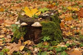 Damaging the roots of the tree stump is the aim of this method. Stump Rot How To Remove A Tree Stump Fast In 2021