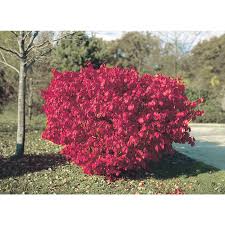 The name laurie comes from the word laurel. the laurel is a large shrub with glossy leaves that was used in greek and. Trees Shrubs Plants Taylor Landscaping