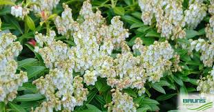 Image result for Pieris japonský debutante obrázek