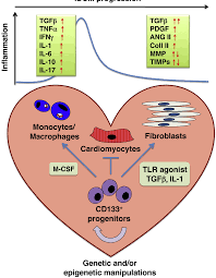 There are three main types of heart inflammation: Figure 1 From Mechanisms Of Cardiac Fibrosis In Inflammatory Heart Disease Semantic Scholar