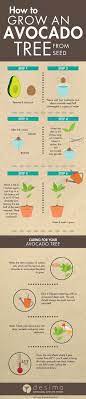 Infographic On How To Grow An Avocado Tree From Seed Growing An Avocado Tree Avocado Tree Grow Avocado