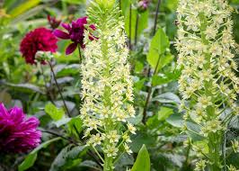 Image result for Eucomis