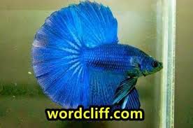 Descriptive Text About Beta Fish Or Siammese Fighting Fish Betta Ikan Cupang Ikan