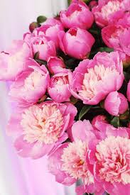 что можно подарить на день рождения подруге 11 лет More Peonies Peonies Flowers Pretty Flowers Beautiful Flowers