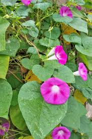 Check spelling or type a new query. How To Plant And Grow Morning Glory Flowers Gardener S Path