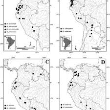 Image result for Megalastrum lanuginosum