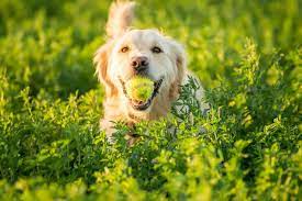 Dogs Eat Grass If They Ve Ingested Something Toxic Have Diarrhea