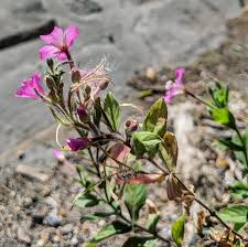 Image result for Epilobium hirsutum