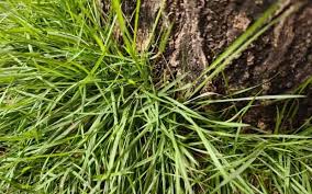 Image result for Aristida stipoides