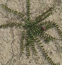 Image result for Evolvulus nummularius