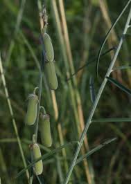 Image result for Crotalaria juncea