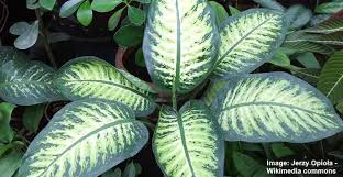 The dieffenbachia is often referred to as the king of plants. Dieffenbachia Plant Leopard Lily Care Growing Dumb Cane Plant