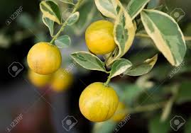 Dec 16, 2010 · whether you're using the juice, zest, or fruit itself, the stalwart citrus lends itself well to all kinds of sweet and savory dishes, from showstopping cakes to weeknight chicken dinners. Close Up Small Bunch Of Oranges Tree With Spotted Leaves The Fruit Eatable With High Vitamin C And The Small Tree Use For Decoration Stock Photo Picture And Royalty Free Image Image 148484005
