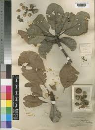 Image result for Uapaca guineensis