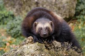 Vor allem, wenn sie dort rivalen erschnüffeln, sorgen sie aber für schaden an kabeln. Marder Im Garten Vertreiben Die Besten 3 Tipps