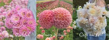 Furthermore dahlias come in different shapes such as the. Blog How To Make Your Own Dahlia Picking Garden