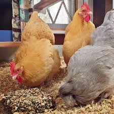 It is also estimated that the female lives a few years less than the male. Top Dozen Egg Layers For Backyard Flocks Carolina Coops