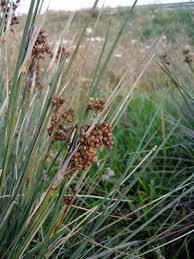 Image result for Juncus lomatophyllus
