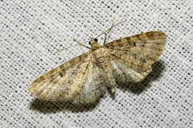 Image result for Eupithecia subumbrata