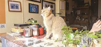 安庆：萌新猫咖行业有待规范指引经营需专业管理“撸猫”要正确互动_安青网