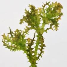 Image result for Najas horrida