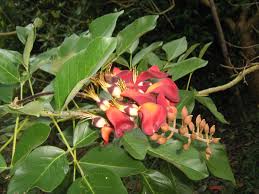 Image result for Erythrina fusca