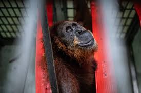 Their name in malay means man of the largest of asia: One Casualty Of The Palm Oil Industry An Orangutan Mother Shot 74 Times The New York Times