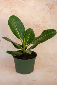 Image result for F%EDkus Ficus