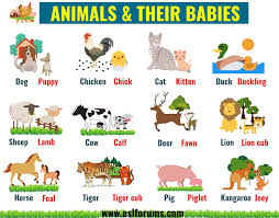 Cute Baby Animals Learn Popular Animals And Their Babies Esl Forums Baby Animals Vocabulary Pictures Baby Animal Names