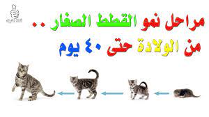 شاهد مراحل نمو القطط الصغار منذ الولادة حتى عمر 40 يوم youtube