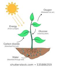 Photosynthesis Images Stock Photos Vectors Shutterstock