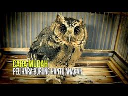 Dunia Hobi Tips Ampuh Pelihara Burung Hantu Anakan Youtube