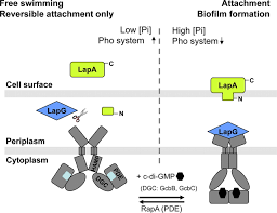 The statement does not clarify whether we are talking about atoms or molecules of question 4. Sticky Situations Key Components That Control Bacterial Surface Attachment Journal Of Bacteriology