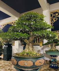 Pin On Bonsai