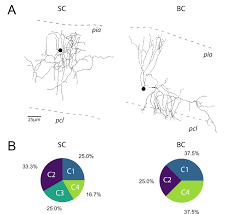 Bc ferries vessels can fill up quickly, especially during popular travel times such as public holidays. Short Term Plasticity At Cerebellar Granule Cell To Molecular Layer Interneuron Synapses Expands Information Processing Elife
