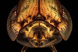 Check spelling or type a new query. Goldener Schildkrotenkafer Geo