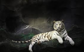 Two albino tigers, animals, white tigers, baby animals, mammal. Hd Wallpaper White Tiger Wallpaper Flare