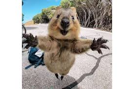 Can quokkas stop themselves from getting pregnant? Adorable Quokka Goes Viral 6 Things About The Happiest Animal On Earth Australia Nz News Top Stories The Straits Times