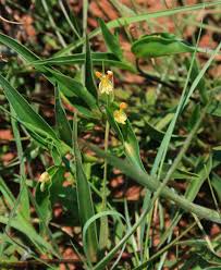 Image result for Commelina africana
