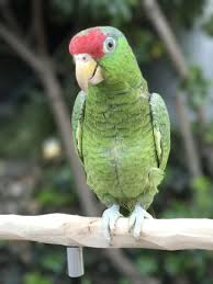 Birds With Red Crested Heads Mexican Red Headed Amazon Parrot Parrot Bird Amazon Parrot Cute Birds