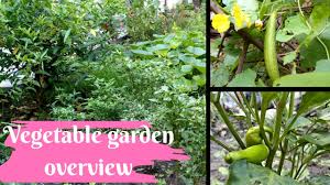 For the most part, like crops are grouped, with a couple of exceptions: Kitchen Garden At Home In Hindi Bloom And Grow Photography