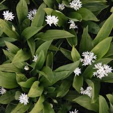 Image result for Helichrysum harveyanum