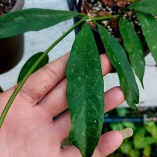 Image result for Hyparrhenia griffithii