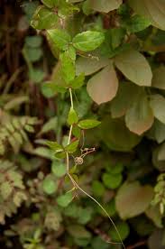 Image result for Cyphostemma subciliatum