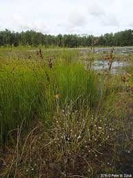 Image result for Rhynchospora brownii