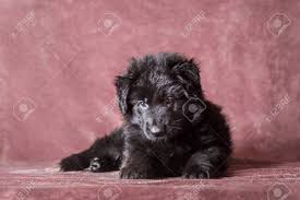 German shepherd puppies just listed 2021 fall & winter litters! 6 Weeks Old Long Haired Black German Shepherd Puppies Studio Stock Photo Picture And Royalty Free Image Image 113634879