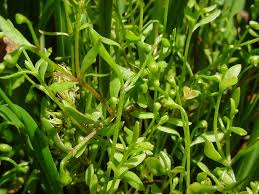 Image result for Montia